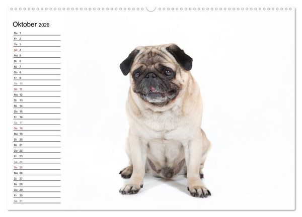 Produktbild: Mops - unwiderstehlich und charmant (hochwertiger Premium Wandkalender 2026 DIN A2 quer), Kunstdruck in Hochglanz