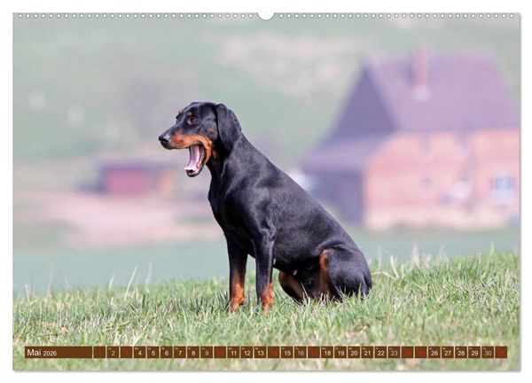 Produktbild: Brandlbracken (hochwertiger Premium Wandkalender 2026 DIN A2 quer), Kunstdruck in Hochglanz