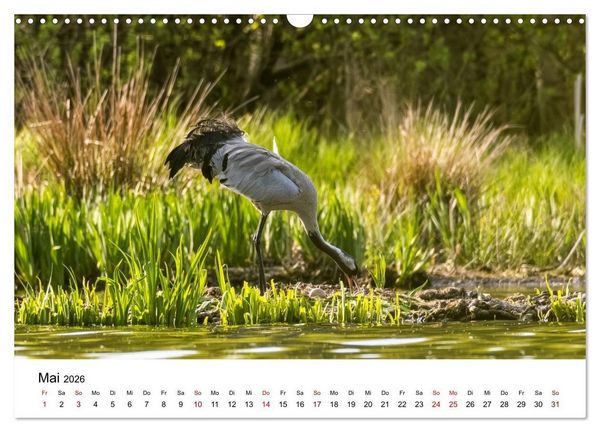 Produktbild: Kraniche im Erzgebirge (Wandkalender 2026 DIN A3 quer), CALVENDO Monatskalender