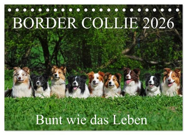 Border Collie 2026 (Tischkalender 2026 DIN A5 quer), CALVENDO Monatskalender