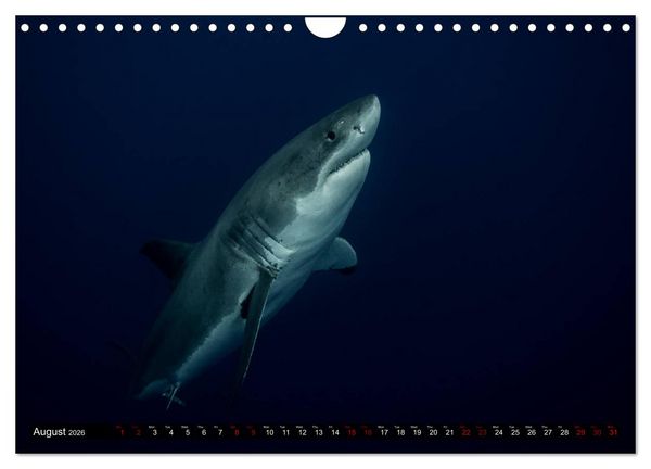 Produktbild: The Great White Shark: King of the Ocean (Wall Calendar 2026 DIN A4 landscape), CALVENDO 12 Month Wall Calendar