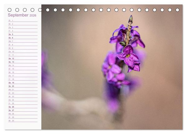 Produktbild: Wenn im Fr&uuml;hling die Natur wieder erwacht (Tischkalender 2026 DIN A5 quer), CALVENDO Monatskalender