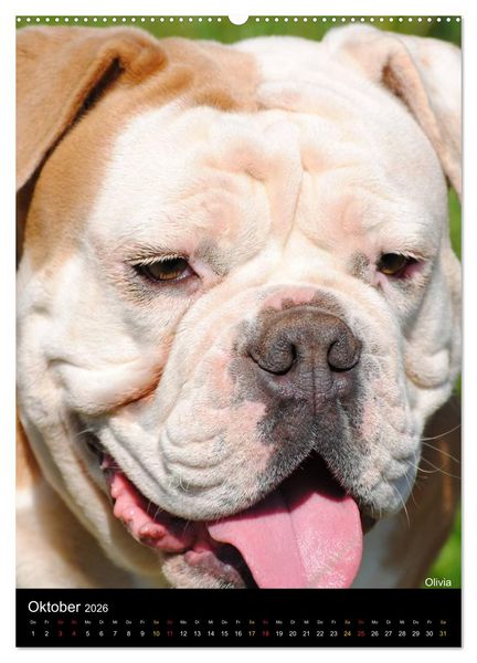Produktbild: Bulldoggen-Gesichter (hochwertiger Premium Wandkalender 2026 DIN A2 hoch), Kunstdruck in Hochglanz