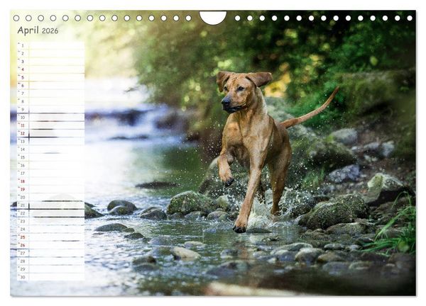 Produktbild: Rhodesian Ridgeback - Herzen auf vier Pfoten (Wandkalender 2026 DIN A4 quer), CALVENDO Monatskalender