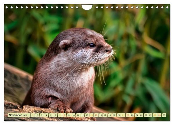 Produktbild: Fischotter - putzige Kerlchen und elegante Schwimmer (Wandkalender 2026 DIN A4 quer), CALVENDO Monatskalender