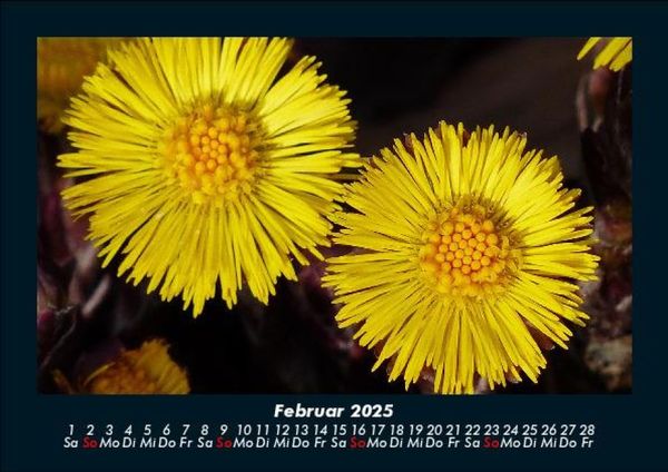 Produktbild: Blumentr&auml;ume 2025 Fotokalender DIN A5