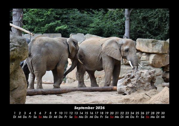 Produktbild: Der Elefantenkalender 2026 Fotokalender DIN A3