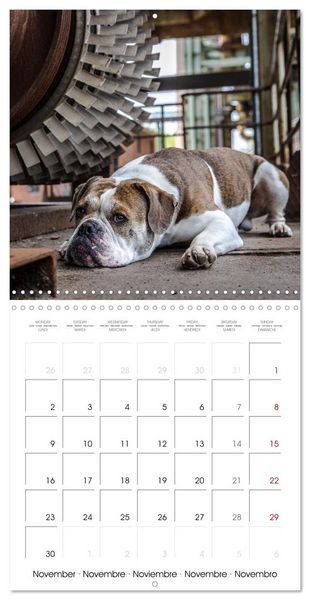 Produktbild: City dogs in the landscape park (Wall Calendar 2026 12 &times; 12 Inch) CALVENDO 12 Month Wall Calendar