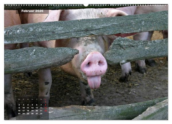 Produktbild: Gl&uuml;cksbringer (hochwertiger Premium Wandkalender 2026 DIN A2 quer), Kunstdruck in Hochglanz