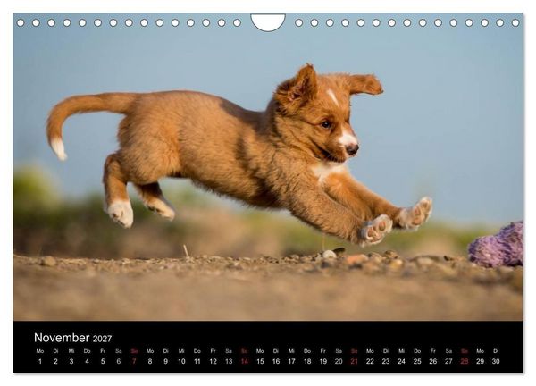 Produktbild: Toller - Nova Scotia Duck Tolling Retriever (Wandkalender 2027 DIN A4 quer), CALVENDO Monatskalender