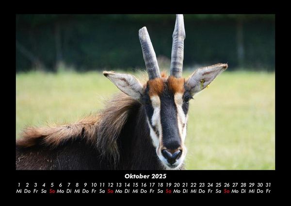 Produktbild: Welt der Tiere 2025 Fotokalender DIN A3