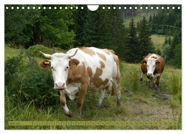 Produktbild: Schwarzwald-K&uuml;he - Die Hinterw&auml;lder (Wandkalender 2027 DIN A4 quer), CALVENDO Monatskalender
