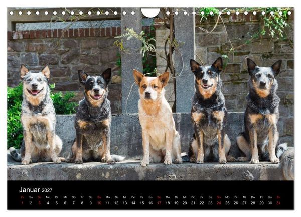Produktbild: Australian Cattle Dogs zwischen Kunst und Kultur (Wandkalender 2027 DIN A4 quer), CALVENDO Monatskalender
