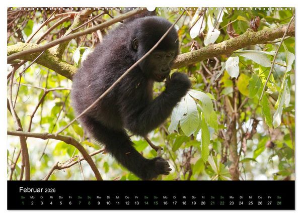 Produktbild: Ugandas friedliche Berggorillas (hochwertiger Premium Wandkalender 2026 DIN A2 quer), Kunstdruck in Hochglanz