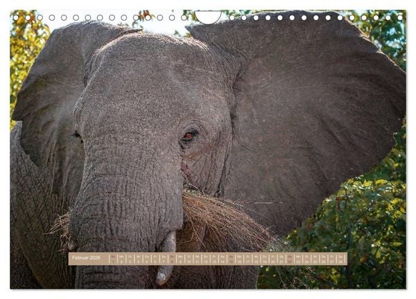 Produktbild: Afrikas Tierwelt - Wilde Elefanten (Wandkalender 2026 DIN A4 quer), CALVENDO Monatskalender