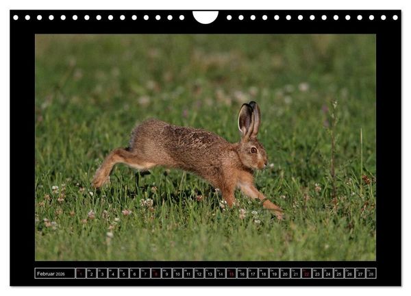 Produktbild: Feldhasen - Meister Lampe in Franken (Wandkalender 2026 DIN A4 quer), CALVENDO Monatskalender