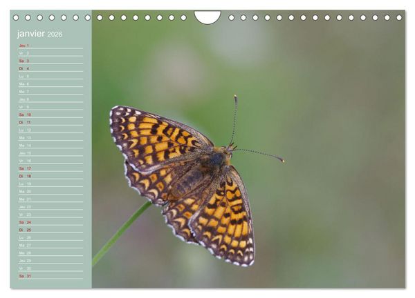 Produktbild: Merveilleux papillons (Calendrier mural 2026 DIN A4 vertical), CALVENDO calendrier mensuel