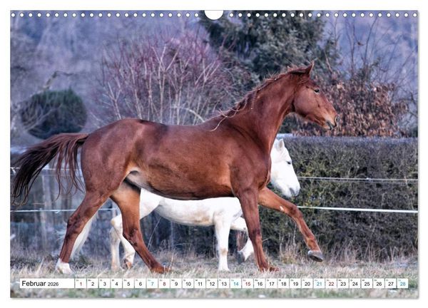 Produktbild: Durch das Jahr mit der Trakehner-Stute Fleur (Wandkalender 2026 DIN A3 quer), CALVENDO Monatskalender