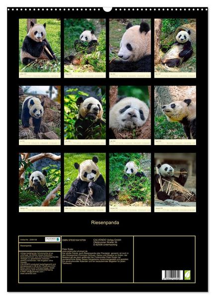 Produktbild: Riesenpanda (Wandkalender 2026 DIN A2 hoch), CALVENDO Monatskalender