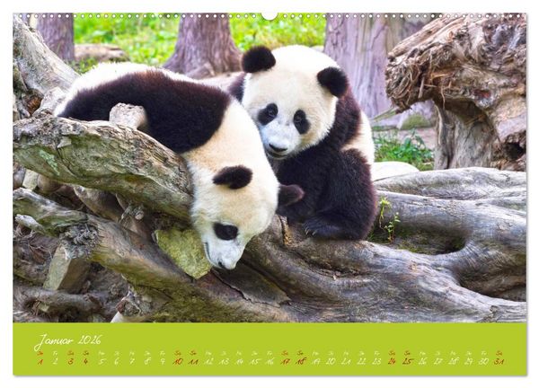 Produktbild: Der Gro&szlig;e Panda Ein kuscheliger Geselle (hochwertiger Premium Wandkalender 2026 DIN A2 quer), Kunstdruck in Hochglanz