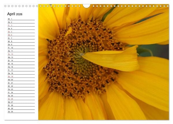Produktbild: Sonnenblumen Impressionen (Wandkalender 2026 DIN A3 quer), CALVENDO Monatskalender