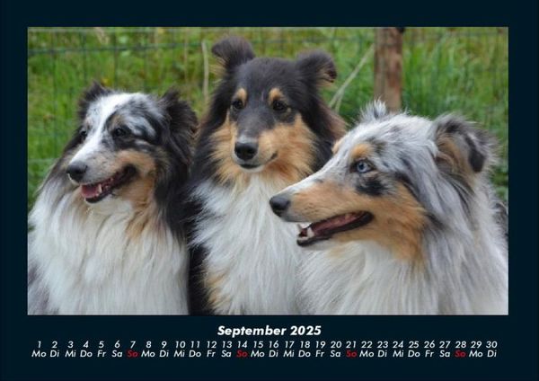 Produktbild: Hundezauber 2025 Fotokalender DIN A4