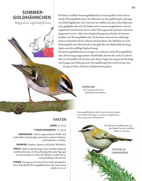 Produktbild: V&ouml;gel lebensgro&szlig;
