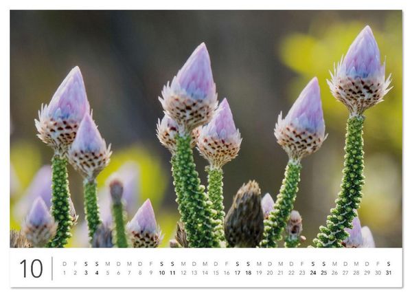 Produktbild: S&uuml;dafrika Garden Route (Wandkalender 2026 DIN A4 quer), CALVENDO Monatskalender