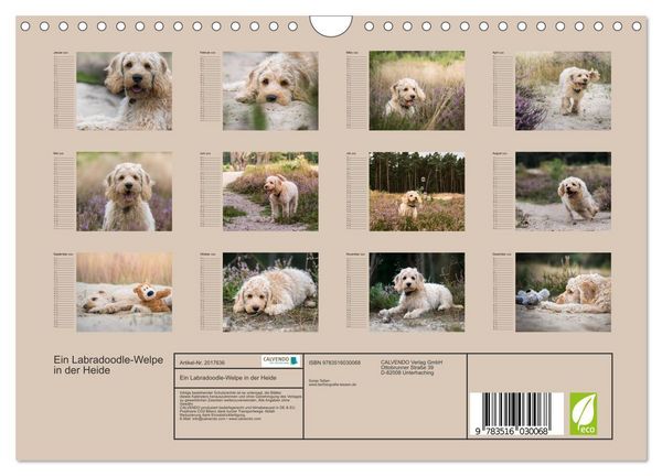 Produktbild: Ein Labradoodle-Welpe in der Heide (Wandkalender 2026 DIN A4 quer), CALVENDO Monatskalender