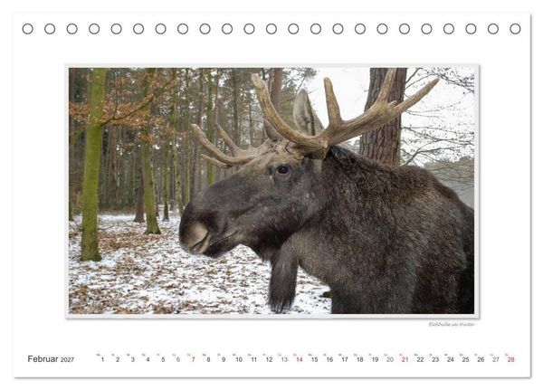 Produktbild: Emotionale Momente: Europ&auml;ischer Elch. (Tischkalender 2027 DIN A5 quer), CALVENDO Monatskalender