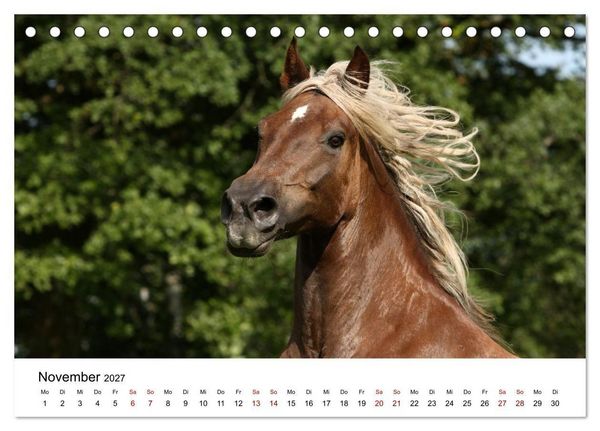 Produktbild: Pferde - im Galopp durch's Jahr 2027 (Tischkalender 2027 DIN A5 quer), CALVENDO Monatskalender