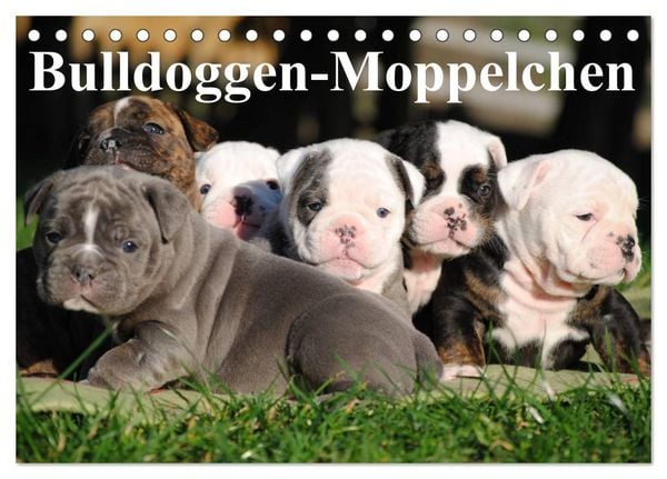 Produktbild: Bulldoggen-Moppelchen (Tischkalender 2026 DIN A5 quer), CALVENDO Monatskalender