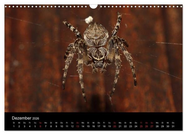 Produktbild: Unsere Spinnen - im Gespr&auml;ch (Wandkalender 2026 DIN A3 quer), CALVENDO Monatskalender