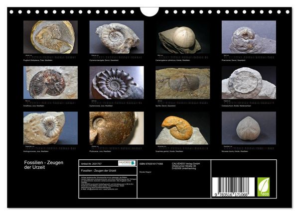 Produktbild: Fossilien - Zeugen der Urzeit (Wandkalender 2026 DIN A4 quer), CALVENDO Monatskalender