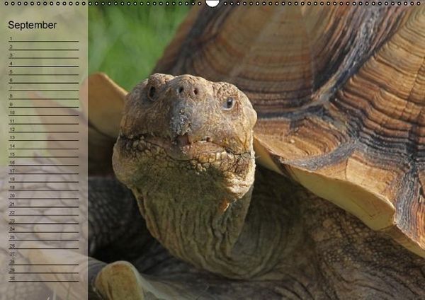 Produktbild: Schildkr&ouml;ten Geburtstagskalender (Wandkalender immerw&auml;hrend DIN A2 quer)