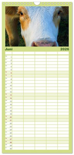 Produktbild: Familienplaner 2026 - K&uuml;he mit 5 Spalten (Wandkalender, 21 x 45 cm) CALVENDO