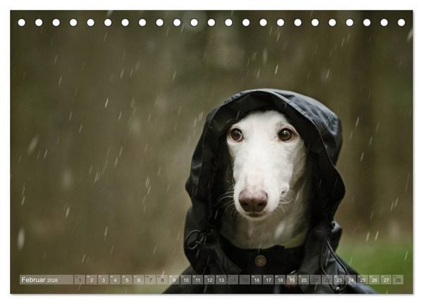 Produktbild: Zauberhafte Windhunde (Tischkalender 2026 DIN A5 quer), CALVENDO Monatskalender
