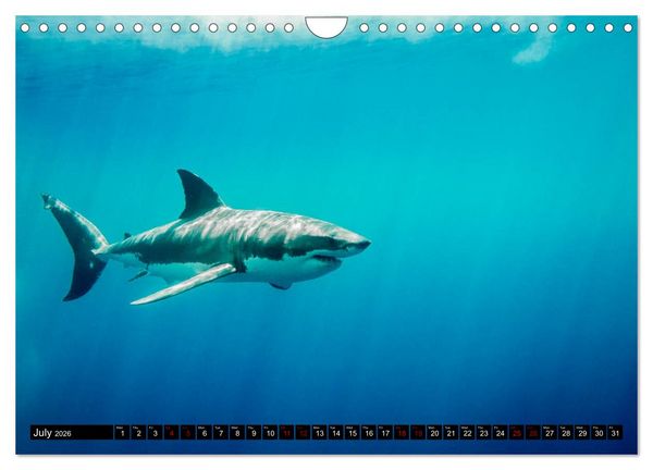 Produktbild: The Great White Shark: King of the Ocean (Wall Calendar 2026 DIN A4 landscape), CALVENDO 12 Month Wall Calendar