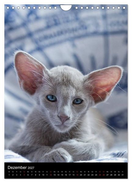 Produktbild: Orientalische Katzen 2027 (Wandkalender 2027 DIN A4 hoch), CALVENDO Monatskalender