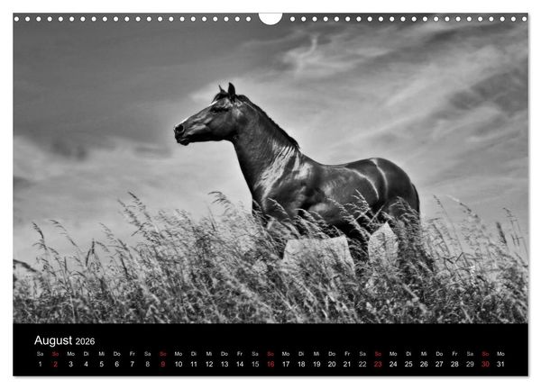Produktbild: Pferde 2026 Wild Thing (Wandkalender 2026 DIN A3 quer), CALVENDO Monatskalender
