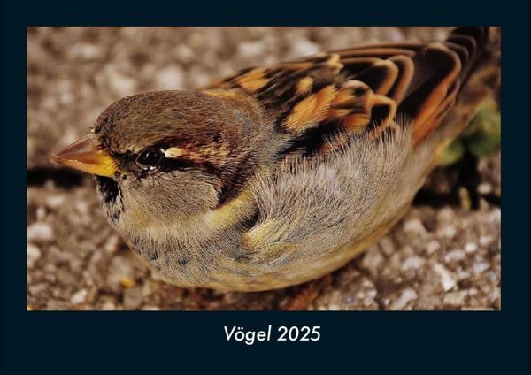 Produktbild: V&ouml;gel 2025 Fotokalender DIN A4