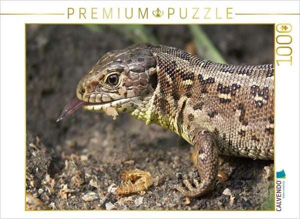 CALVENDO Puzzle Ein Motiv aus dem Kalender Zauneidechsen (Lacerta agilis) | 1000 Teile Lege-Größe 64x48cm Foto-Puzzle für glückliche Stunden