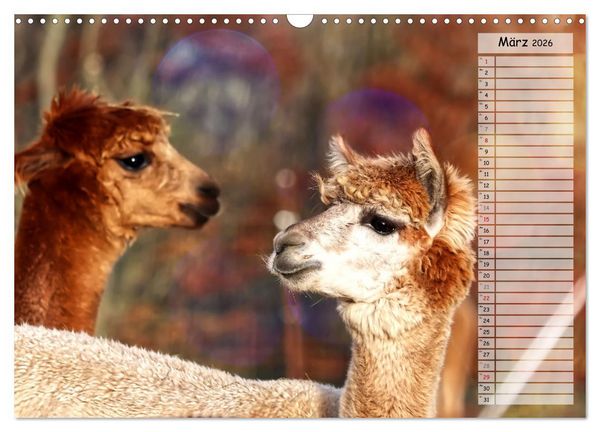 Produktbild: Alpaka, coole Typen mit wilden Frisuren (Wandkalender 2026 DIN A3 quer), CALVENDO Monatskalender