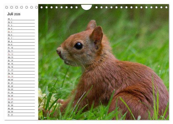 Produktbild: Guck mal, ein Eichh&ouml;rnchen! (Wandkalender 2026 DIN A4 quer), CALVENDO Monatskalender