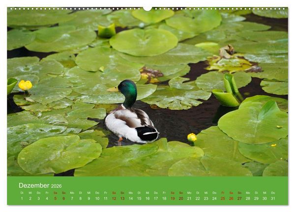 Produktbild: Faszination Enten (hochwertiger Premium Wandkalender 2026 DIN A2 quer), Kunstdruck in Hochglanz