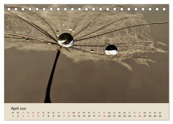 Produktbild: Naturjuwel Pusteblume (Tischkalender 2026 DIN A5 quer), CALVENDO Monatskalender
