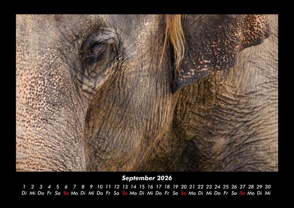 Produktbild: Elefanten - Die sanften Riesen Afrikas 2026 Fotokalender DIN A3