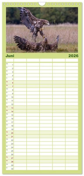 Produktbild: Familienplaner 2026 - Seeadler in Polen mit 5 Spalten (Wandkalender, 21 x 45 cm) CALVENDO