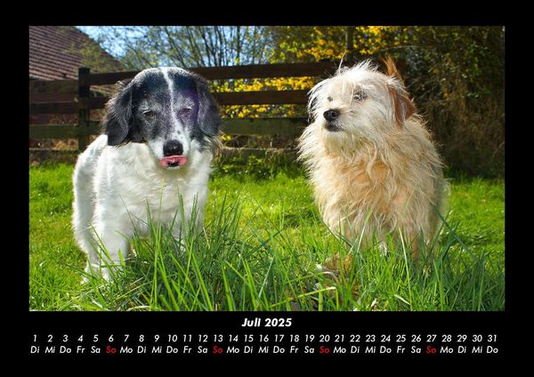 Produktbild: Der Hundekalender 2025 Fotokalender DIN A3