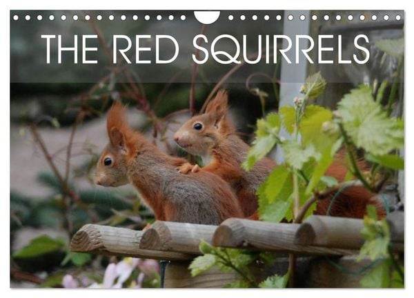The red squirrels (Wall Calendar 2026 DIN A4 landscape), CALVENDO 12 Month Wall Calendar